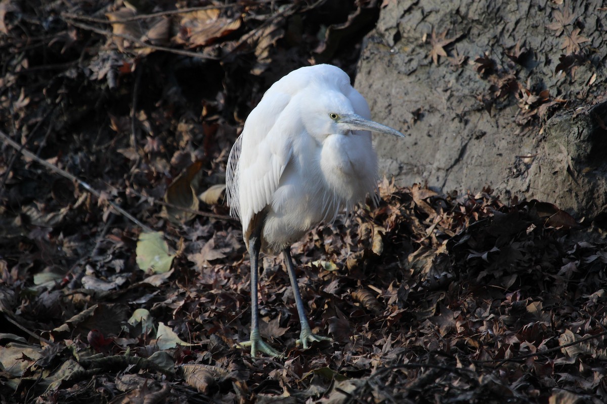 Little Egret (Western) - ML298057361