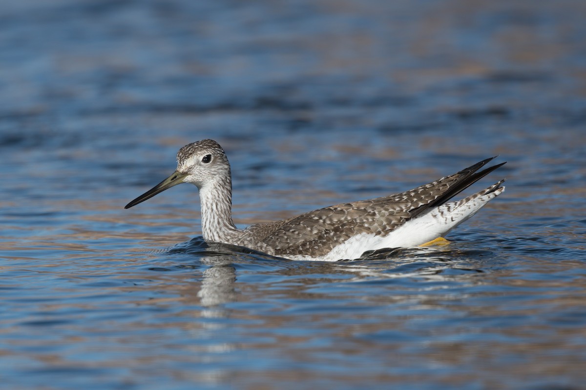Greater Yellowlegs - Kevin Ash