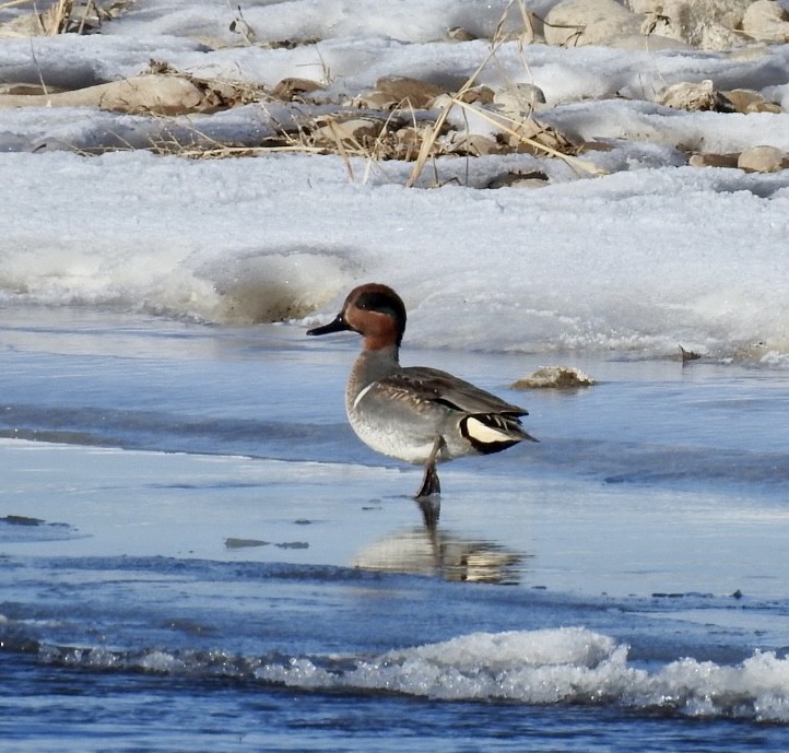 Ногоохон нугас - ML298059601