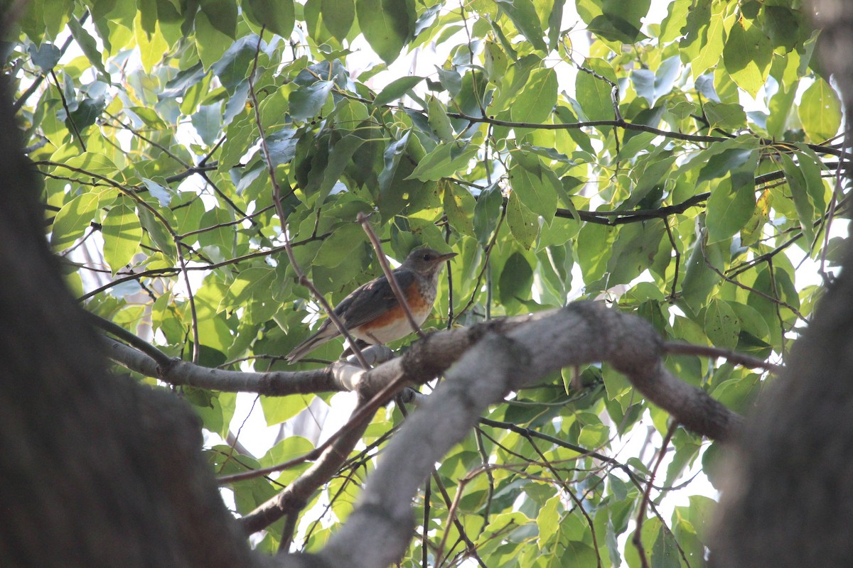 Gray-backed Thrush - ML298061571