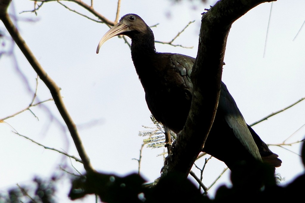 Green Ibis - Carlos Otávio Gussoni