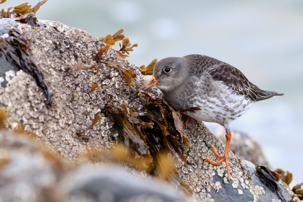 Purple Sandpiper - George Forsyth