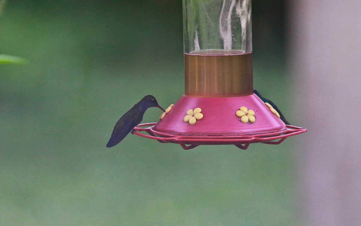kolibřík safírový - ML298064871