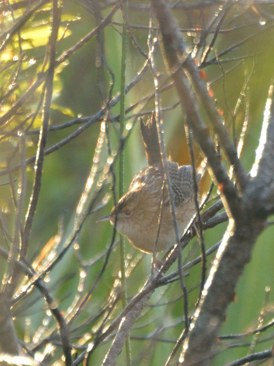 Sedge Wren - ML298069761