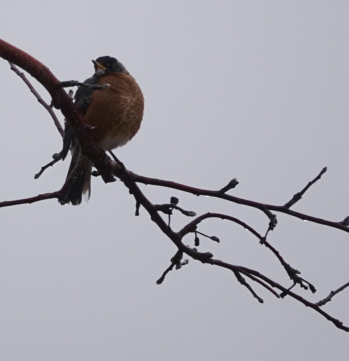 American Robin - Jeanne-Marie Maher