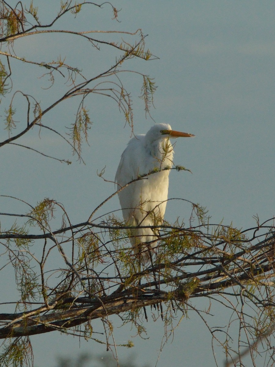 Great Egret - ML298071891