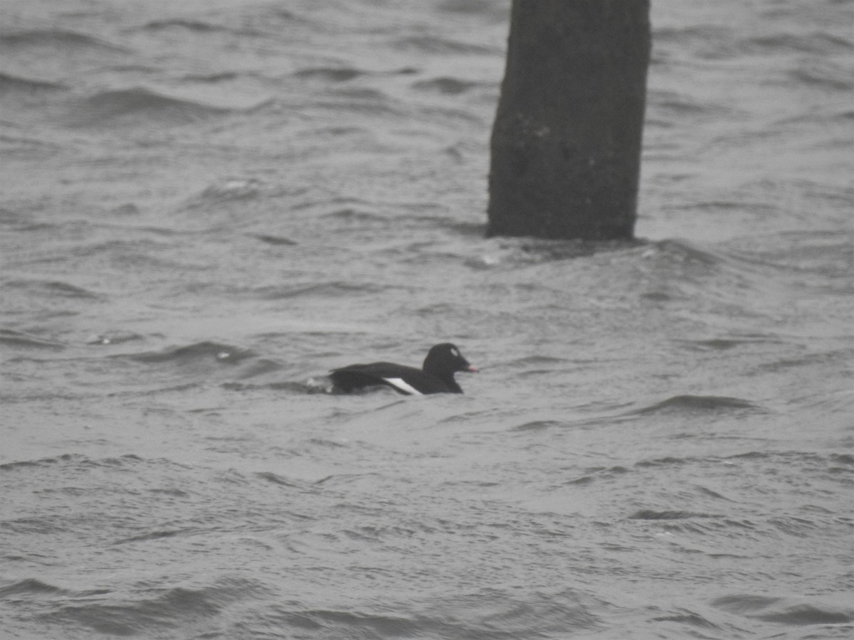 White-winged Scoter - Vincent Glasser