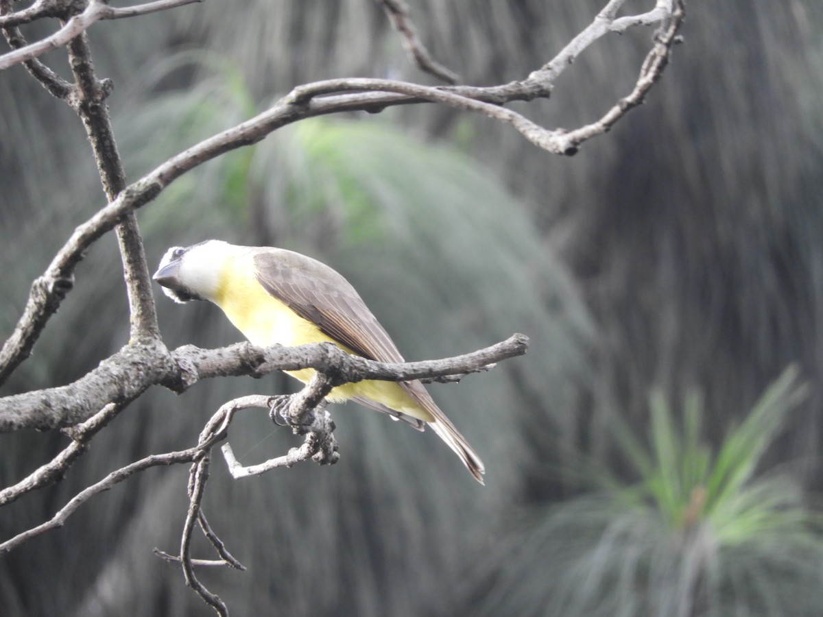 Great Kiskadee - ML298072941