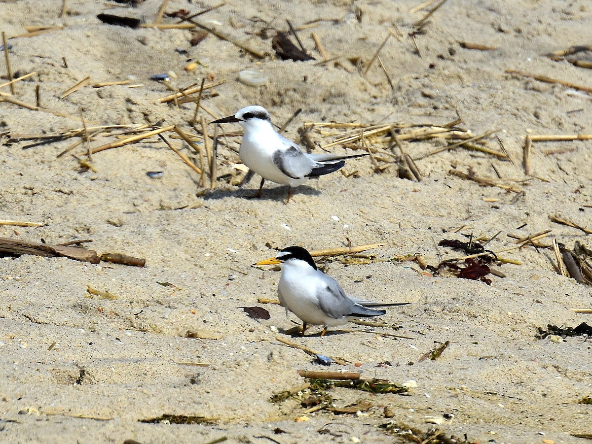 Forster's Tern - ML29807511