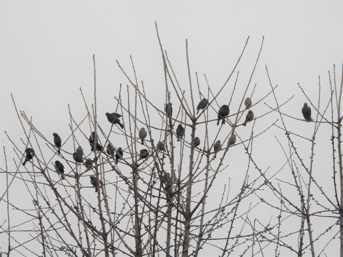 Brown-headed Cowbird - Russ Namitz