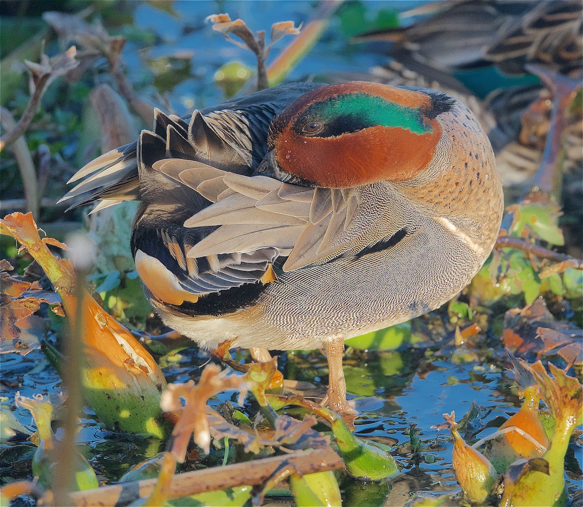 Green-winged Teal - Harlan Stewart