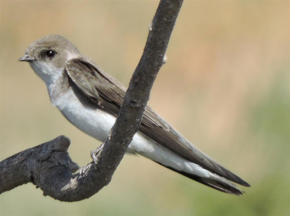 Pale Martin - ML29807721