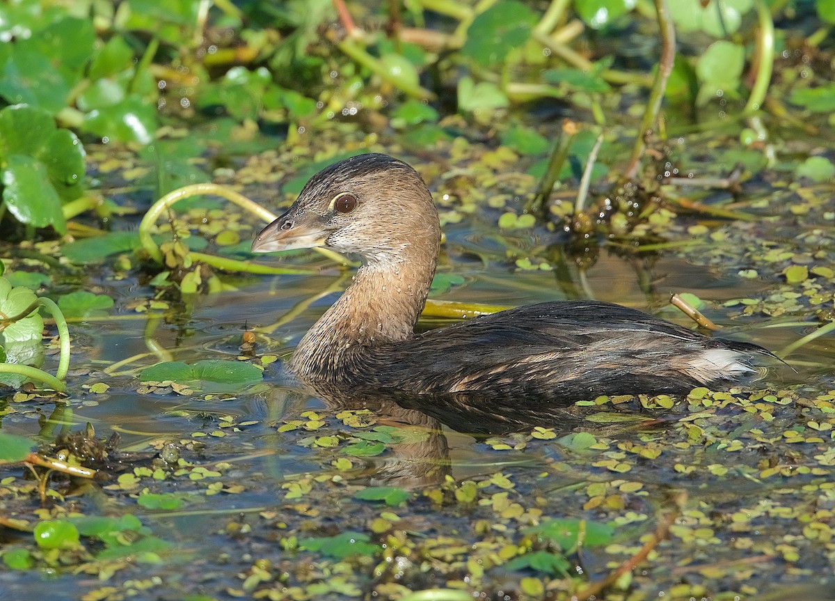 Pied-billed Grebe - Harlan Stewart