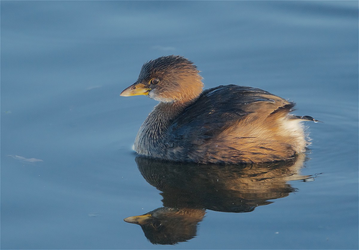 Pied-billed Grebe - ML298077781