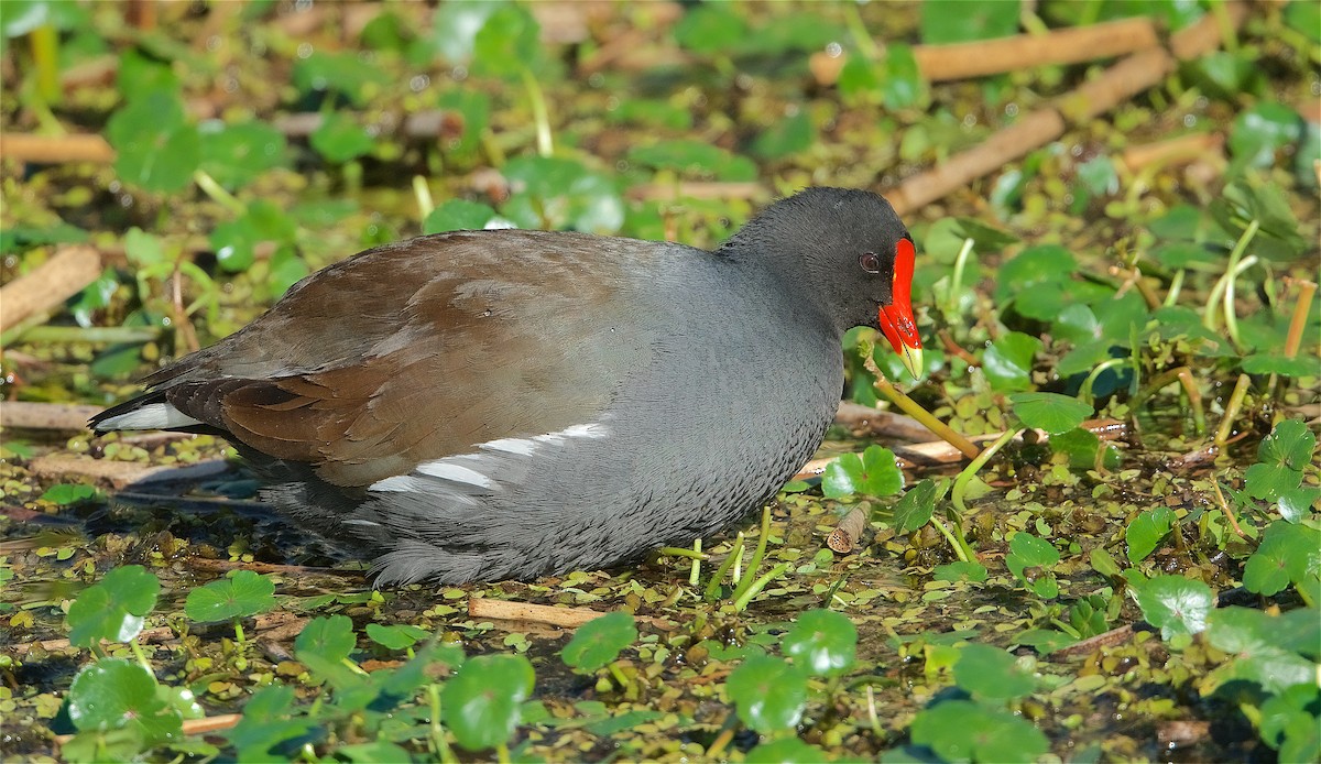 Gallinule d'Amérique - ML298078021