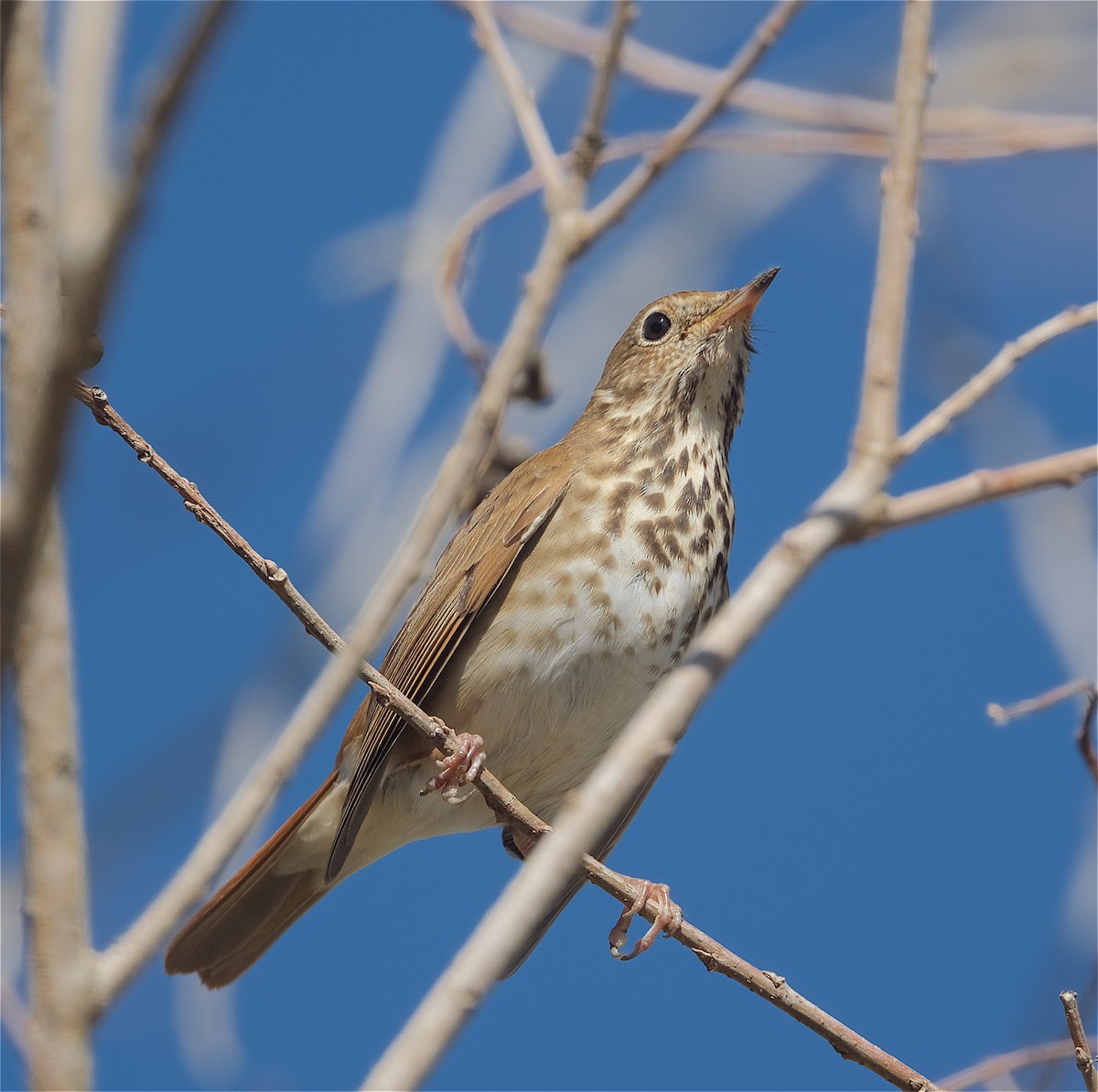 Hermit Thrush - ML298079031