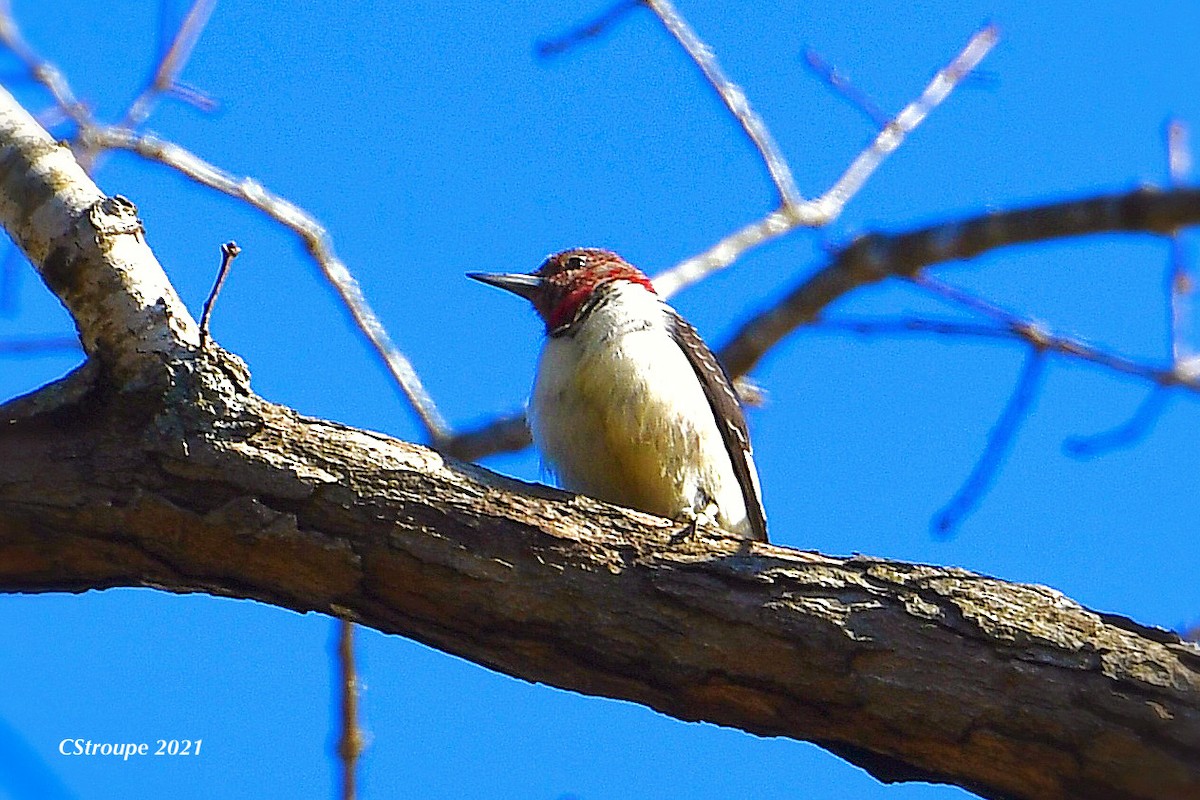 Red-headed Woodpecker - ML298079191