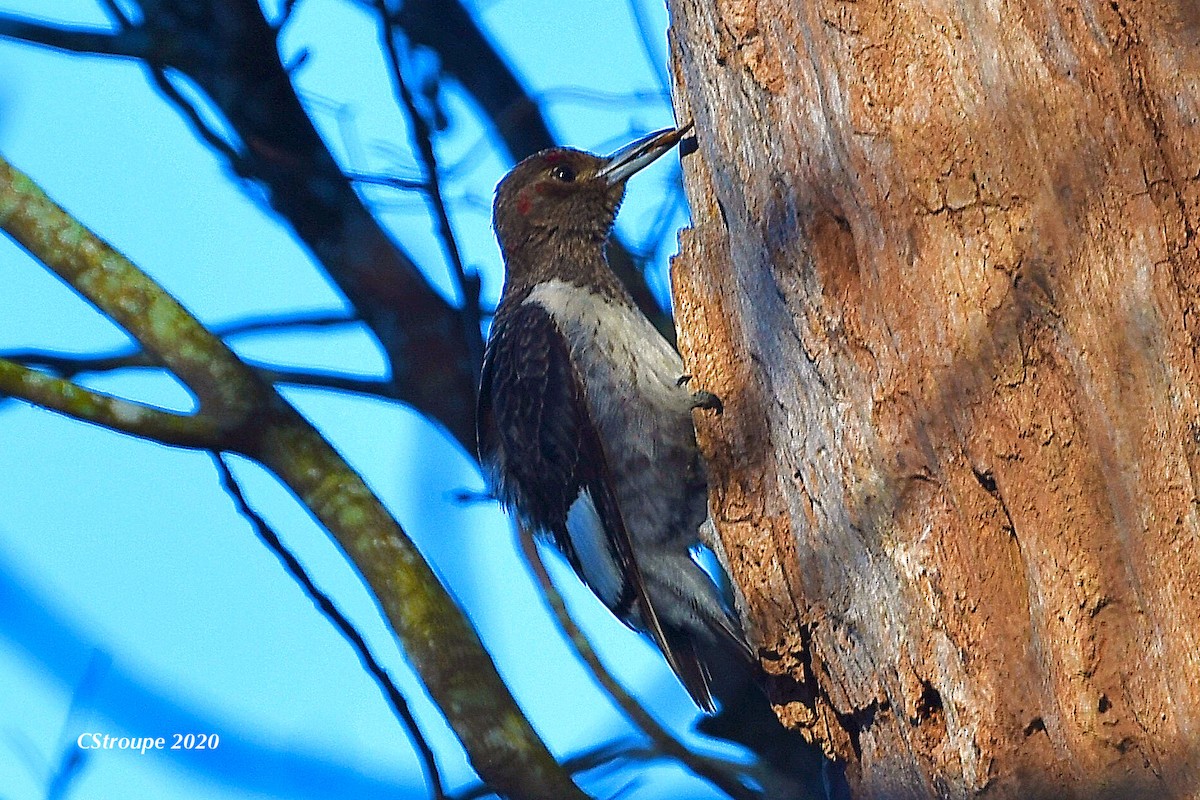 Red-headed Woodpecker - ML298079221