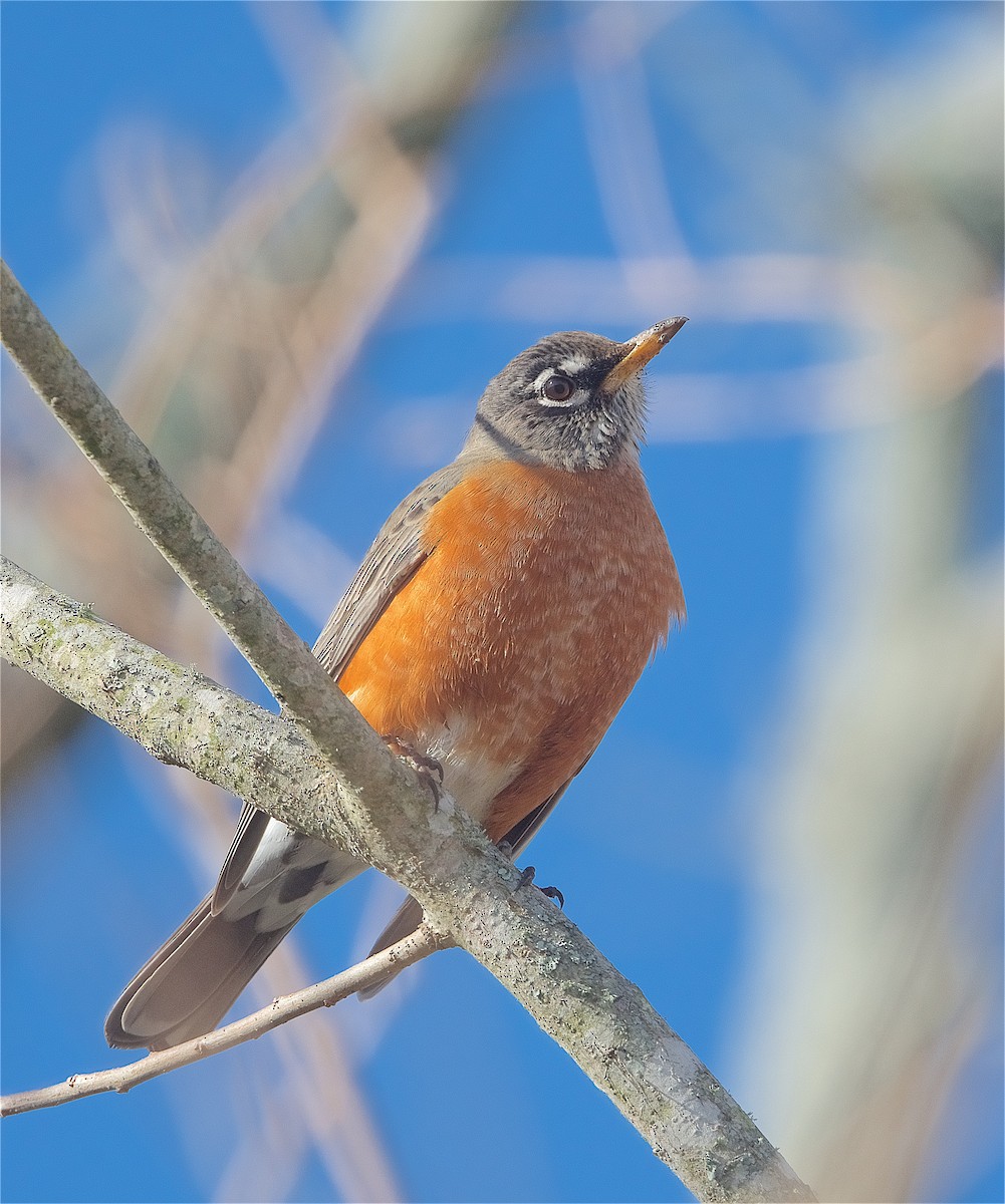 American Robin - ML298079251