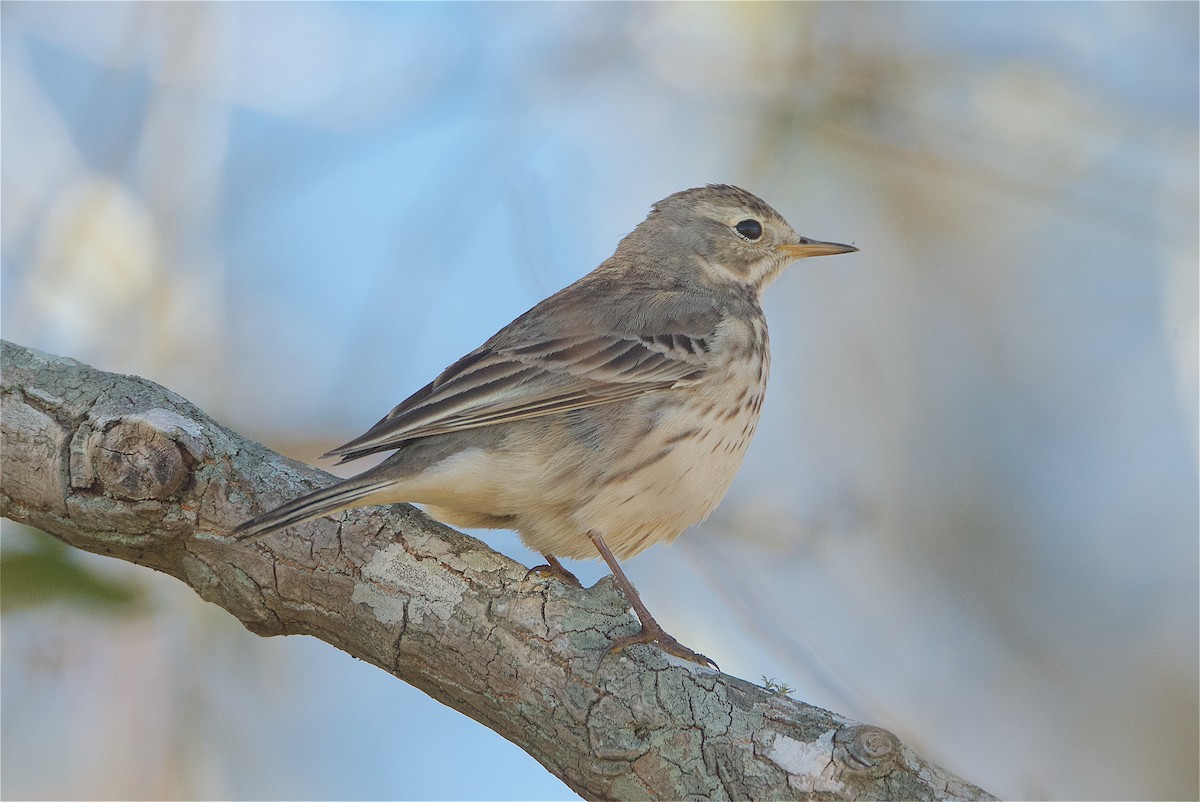 American Pipit - Harlan Stewart