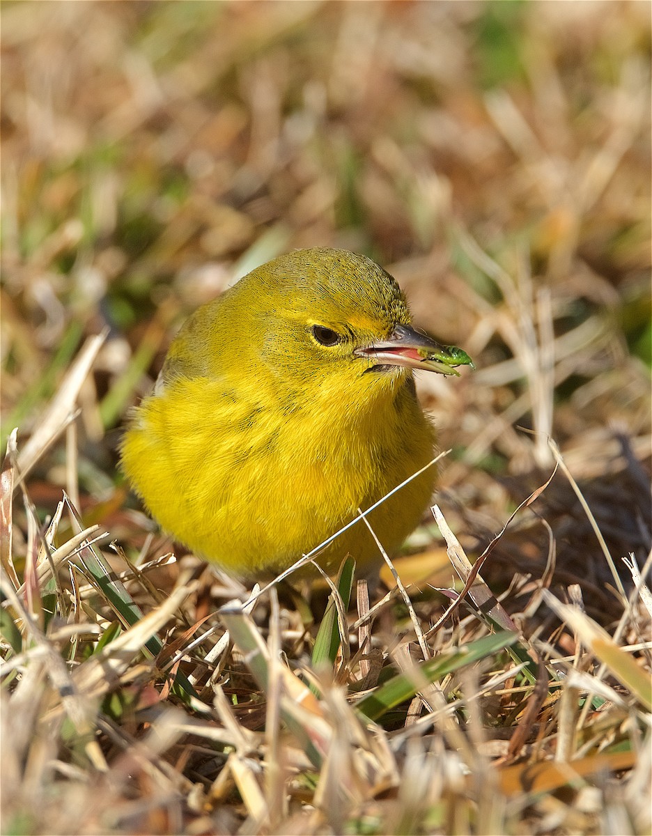 Pine Warbler - Harlan Stewart