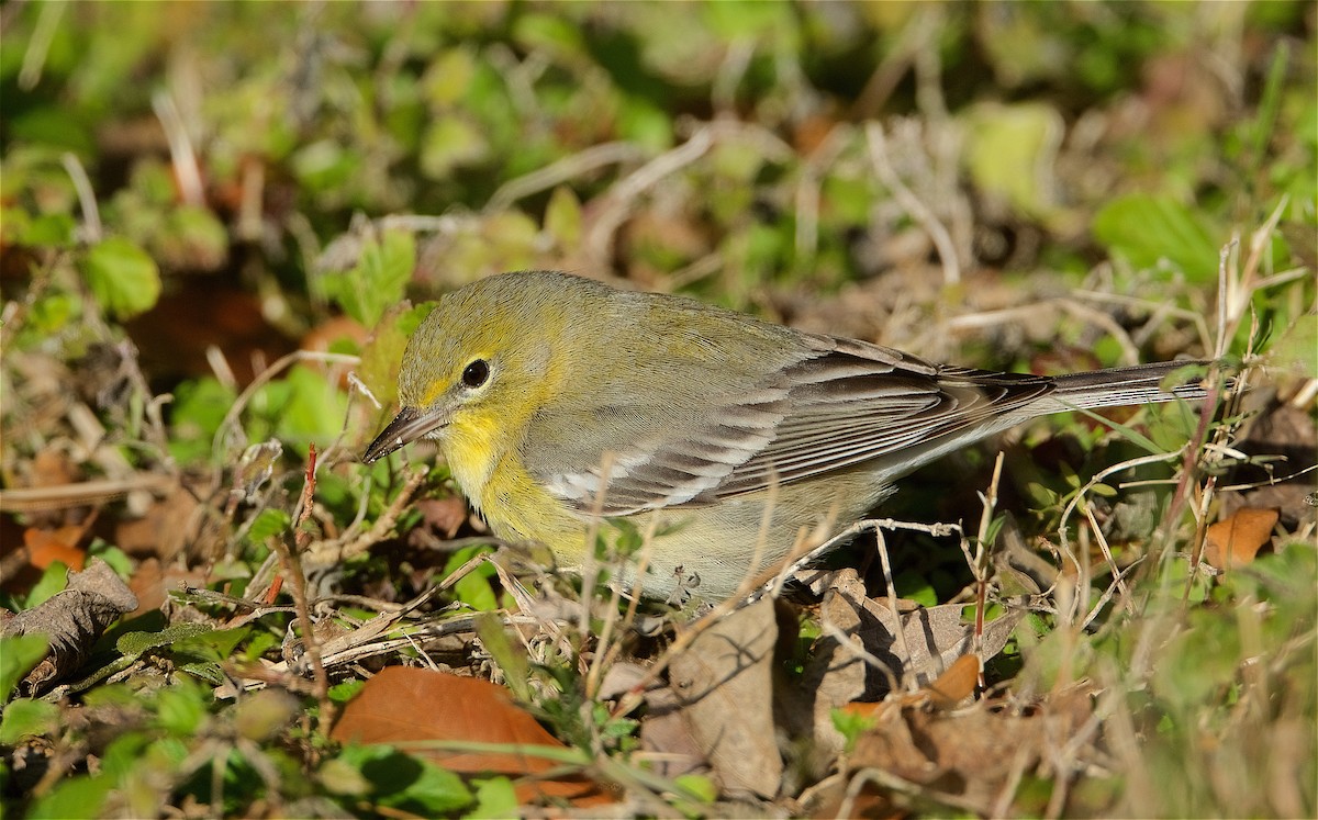 Pine Warbler - ML298079941