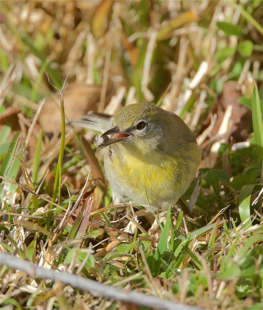 Pine Warbler - Harlan Stewart