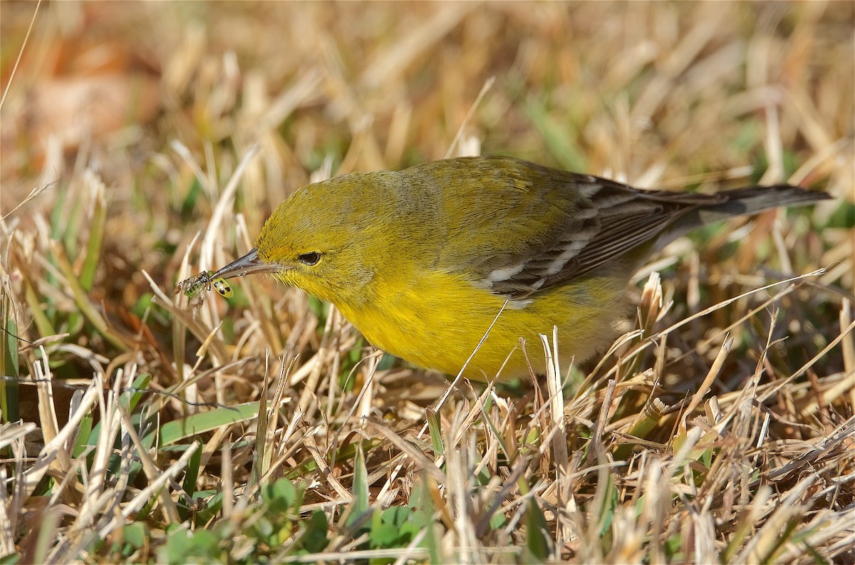 Pine Warbler - Harlan Stewart