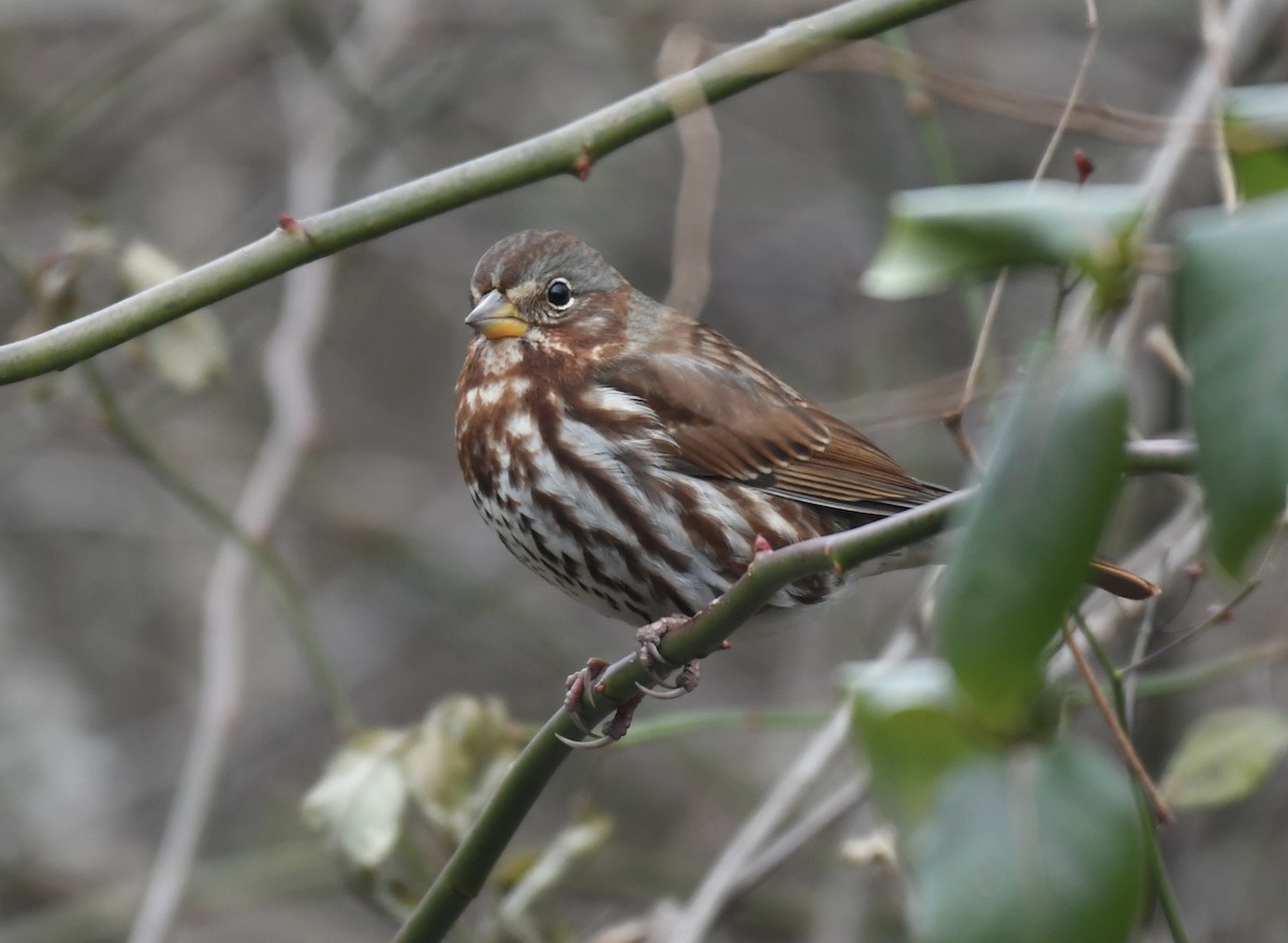 Fox Sparrow - ML298080331