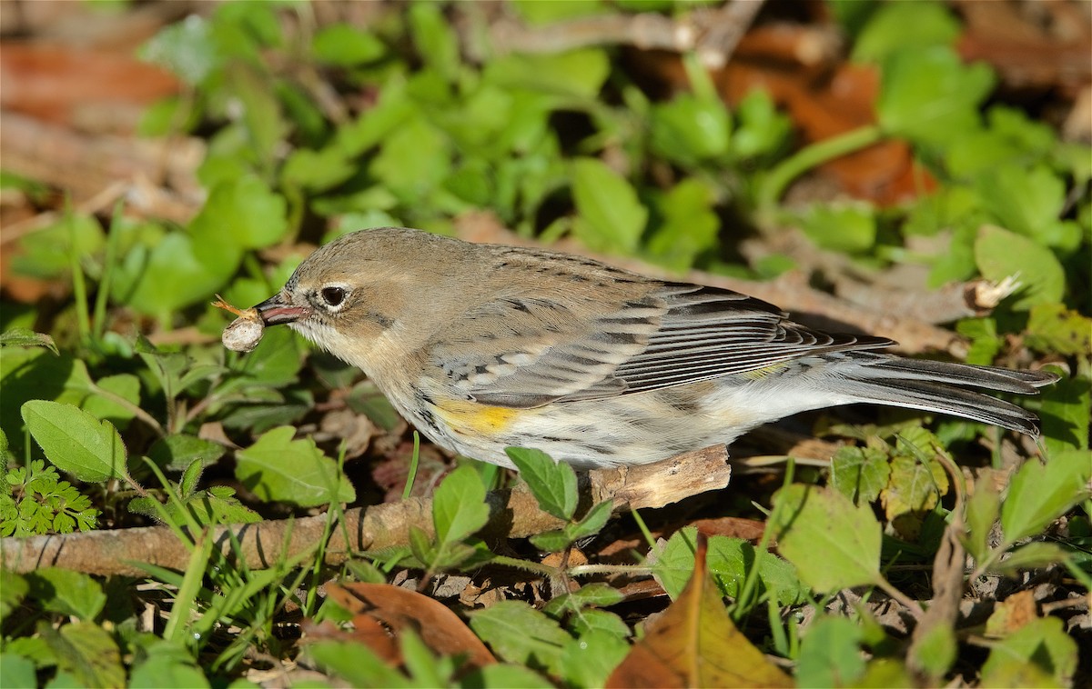 Yellow-rumped Warbler - Harlan Stewart