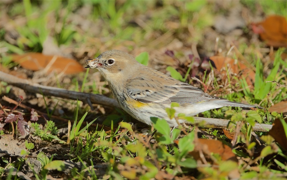 Yellow-rumped Warbler - ML298080871