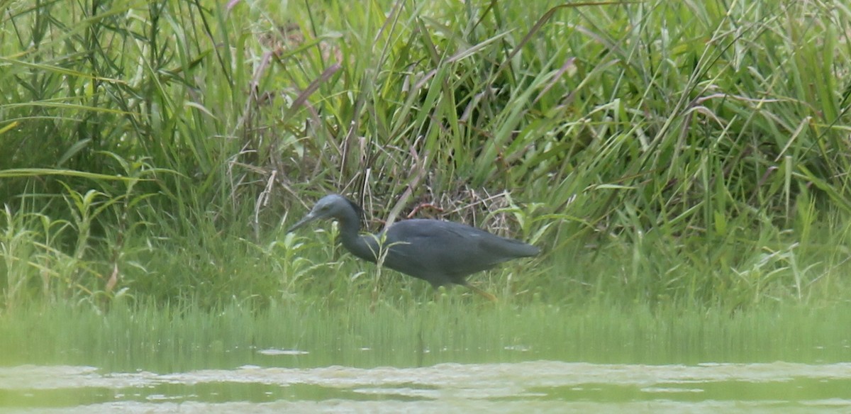 Slaty Egret - Ian McCutcheon