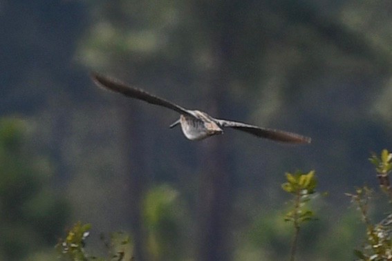 Wilson's Snipe - barbara segal