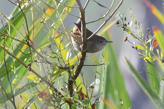 House Wren - barbara segal