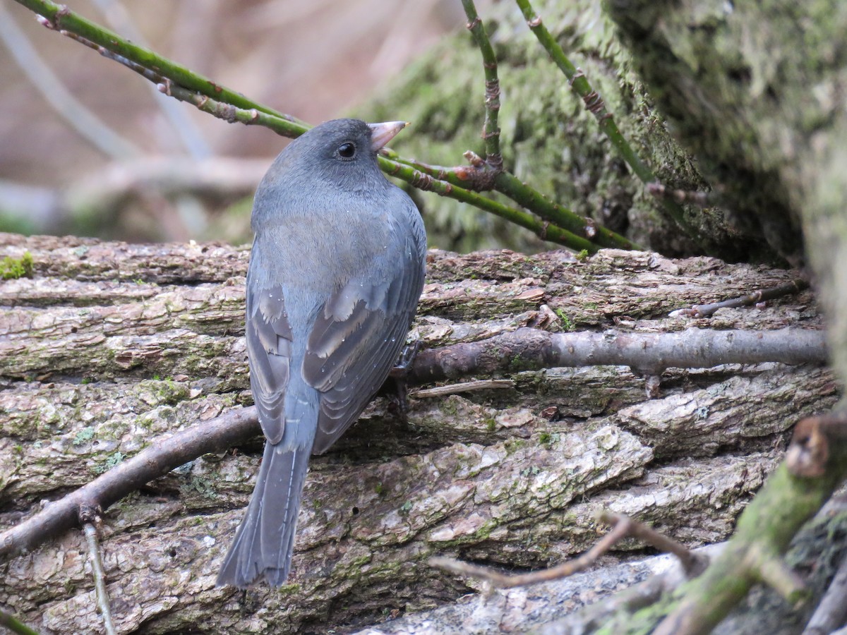 Junco ardoisé - ML298082001