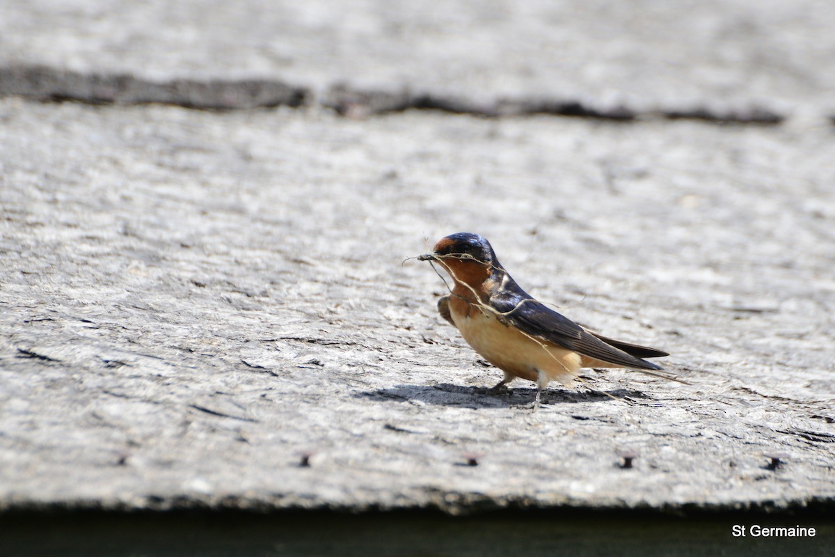 Barn Swallow - Vicki St Germaine