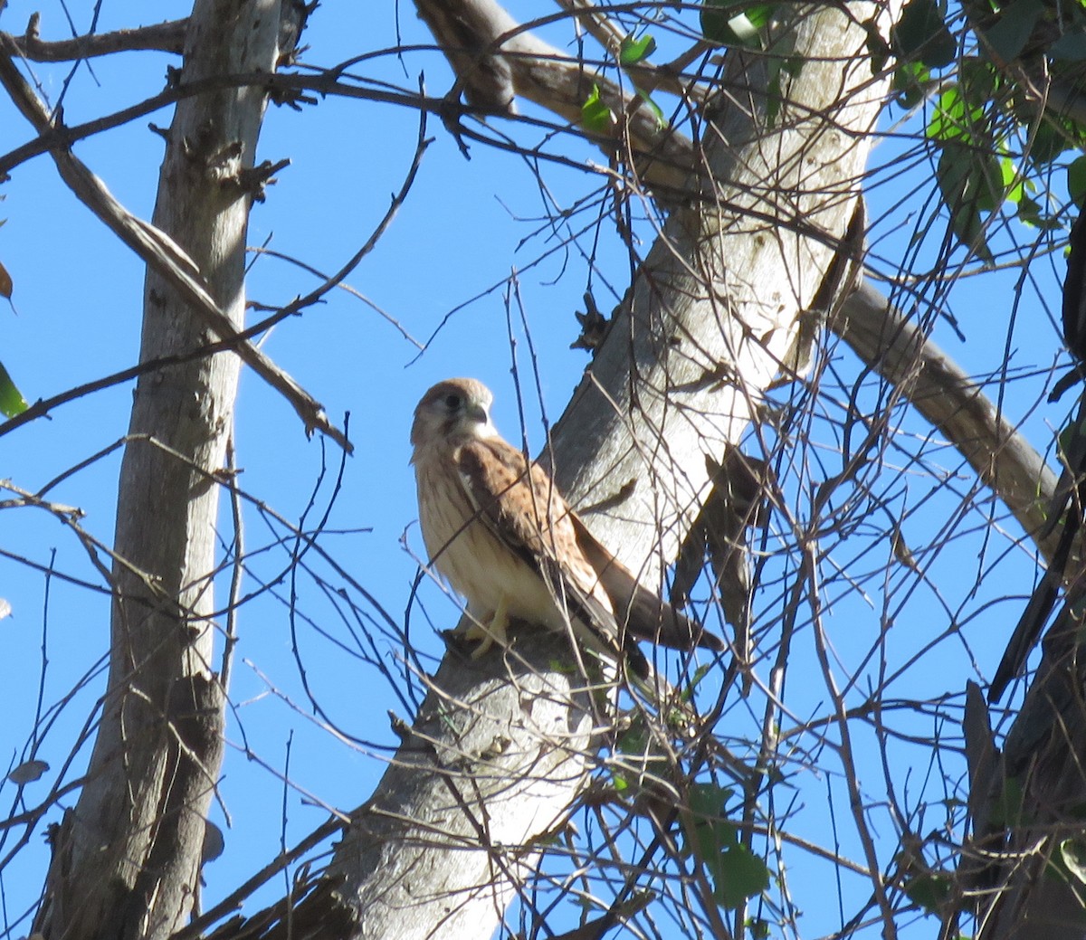 Nankeen Kestrel - ML298085271