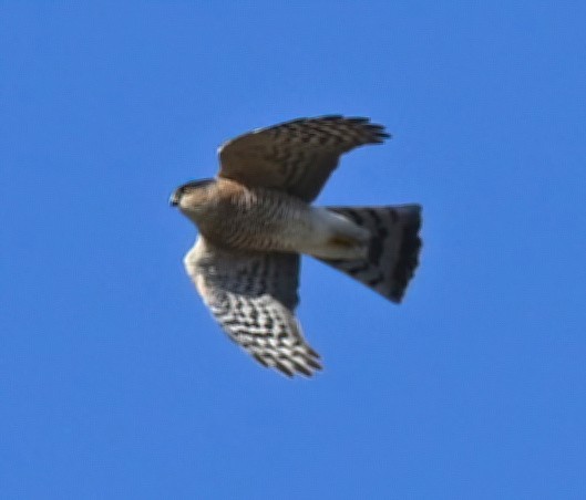 Sharp-shinned Hawk - ML298085391