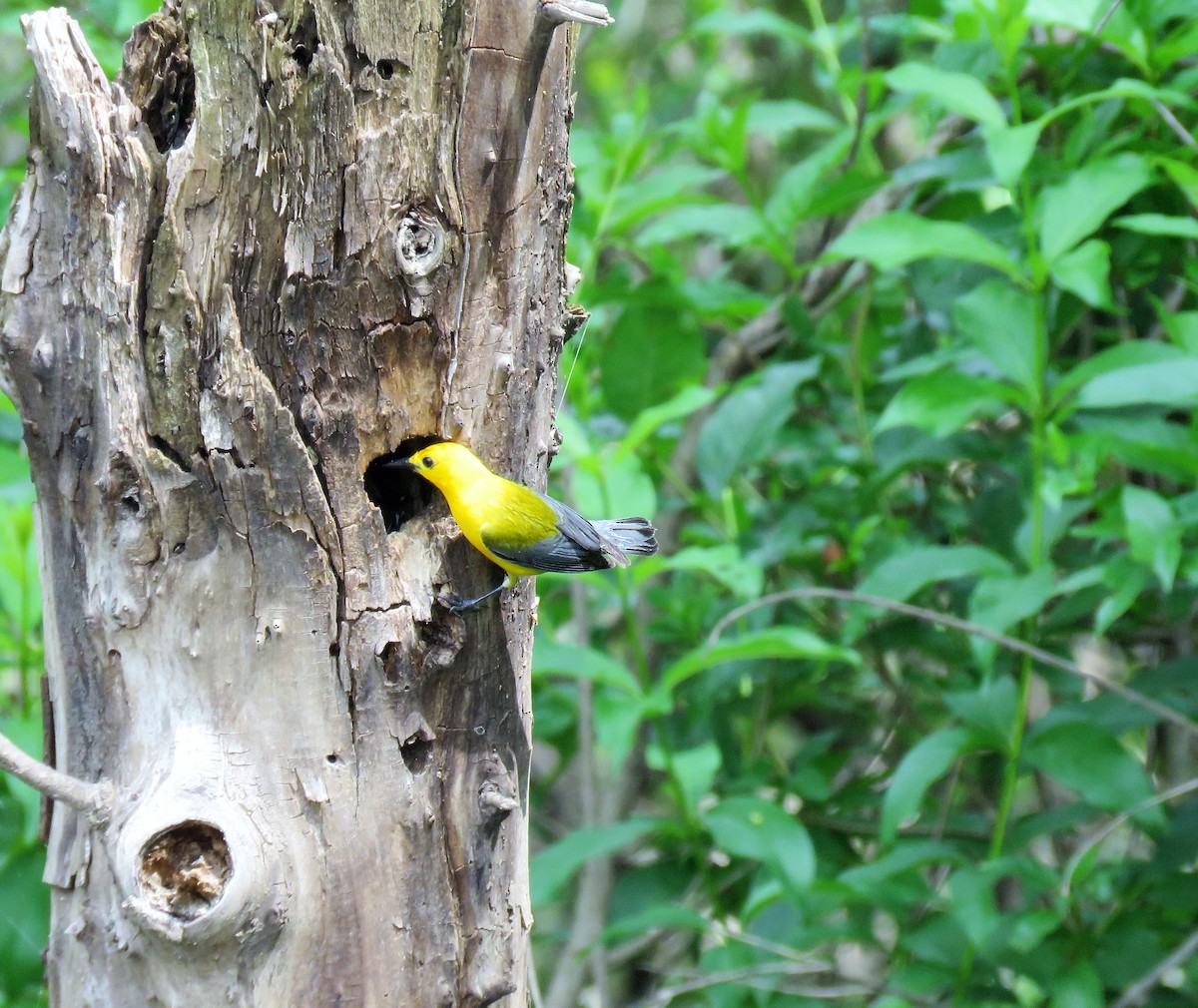 Prothonotary Warbler - David Blevins