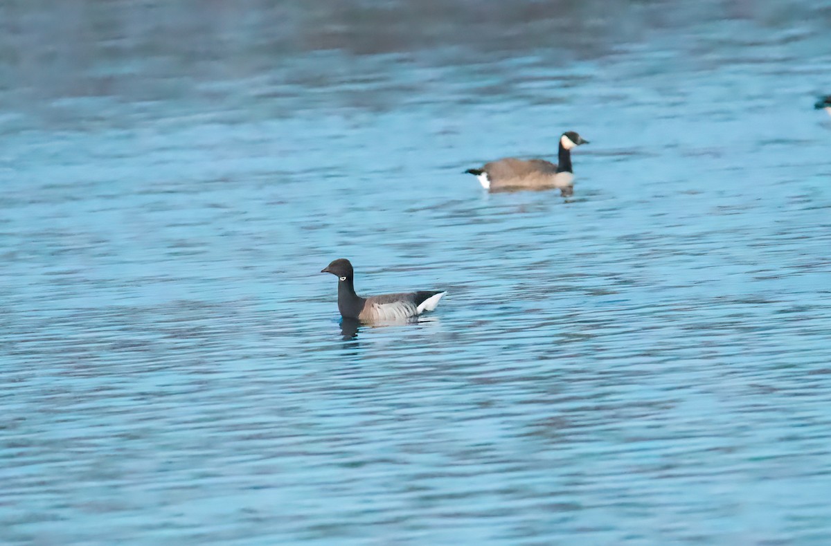 Brant - ML298086281