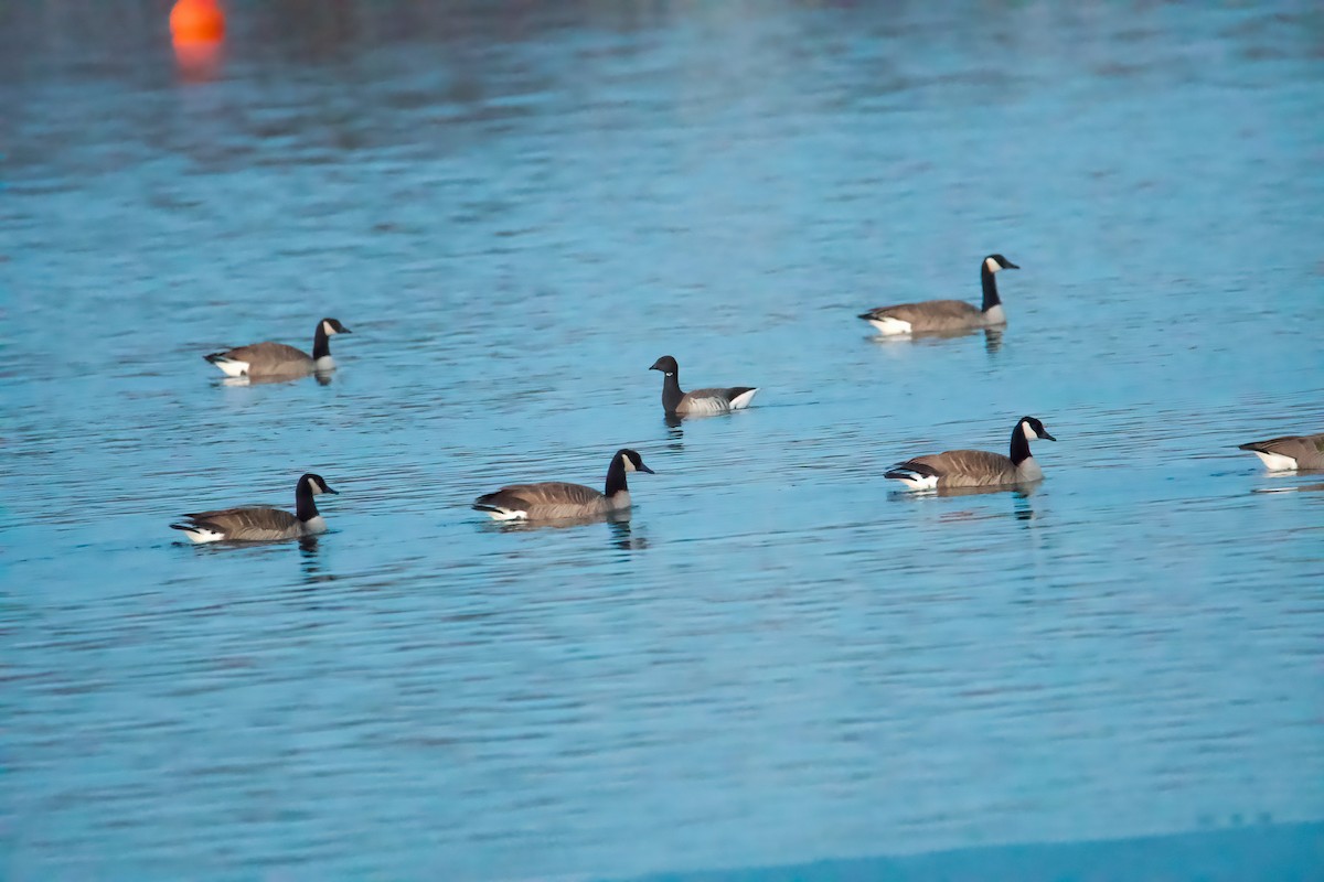 Brant - ML298086561