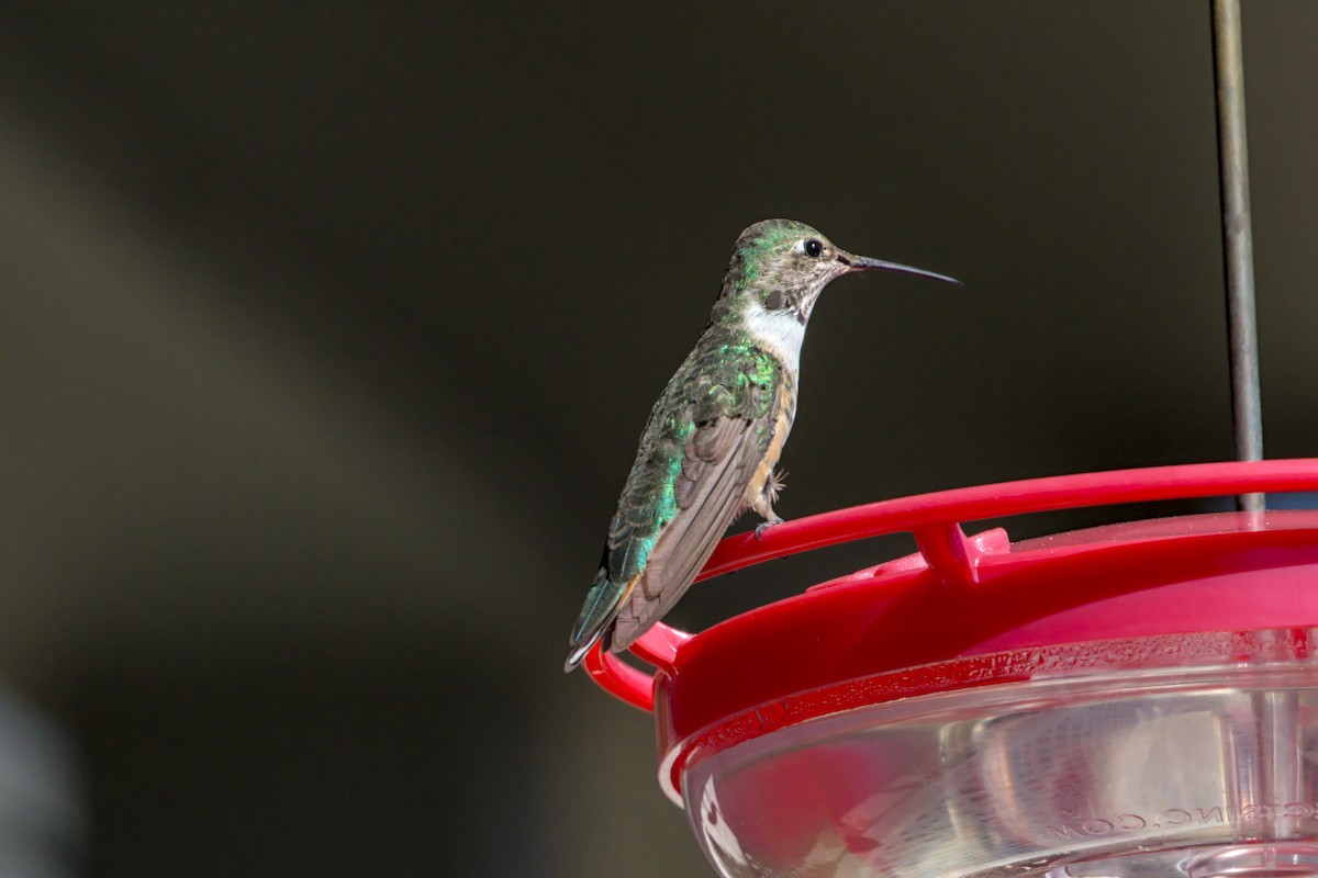 Colibri à queue large - ML298087001