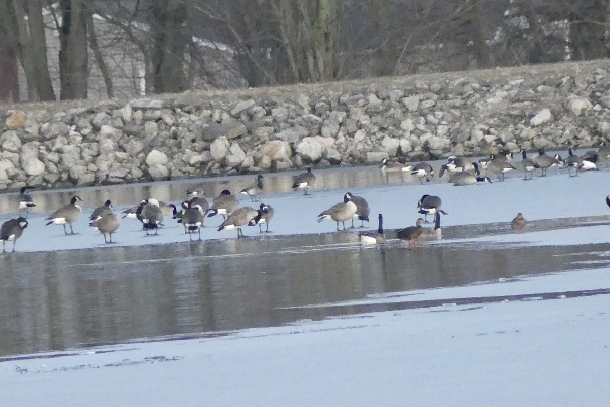 Brant - ML298092121