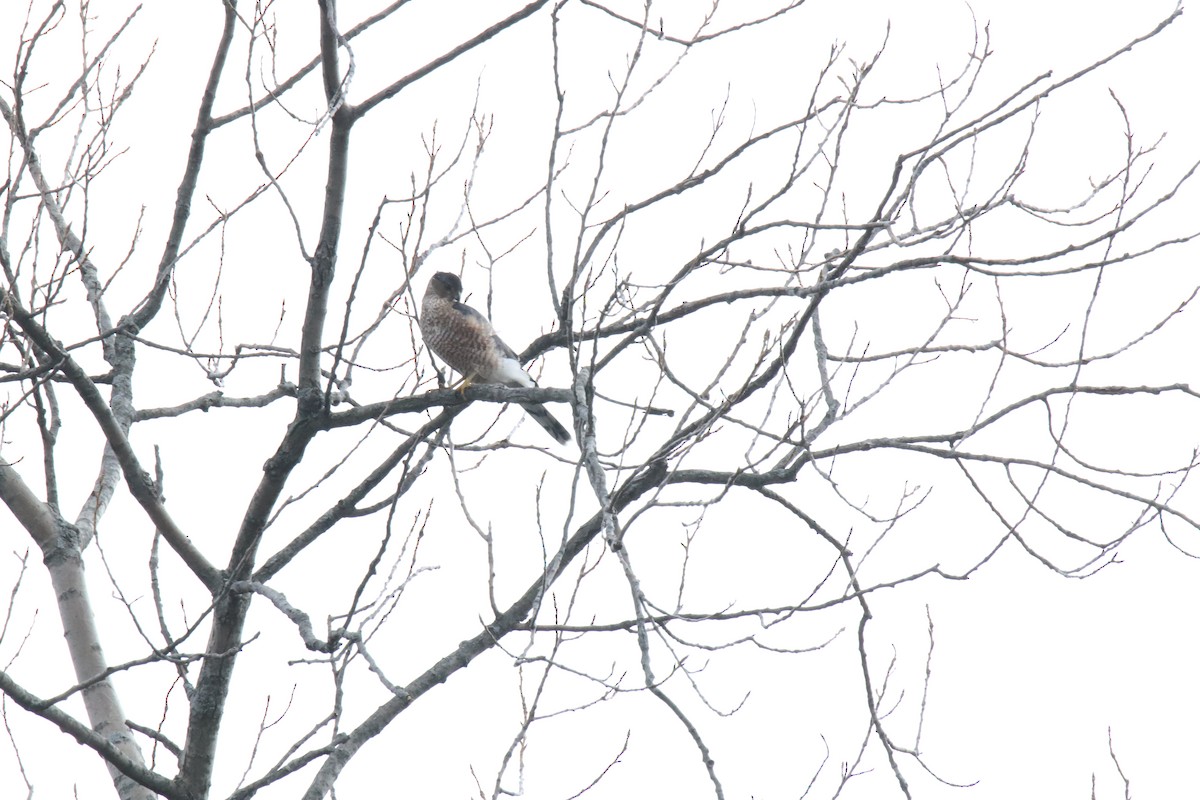 Sharp-shinned Hawk - ML298092201
