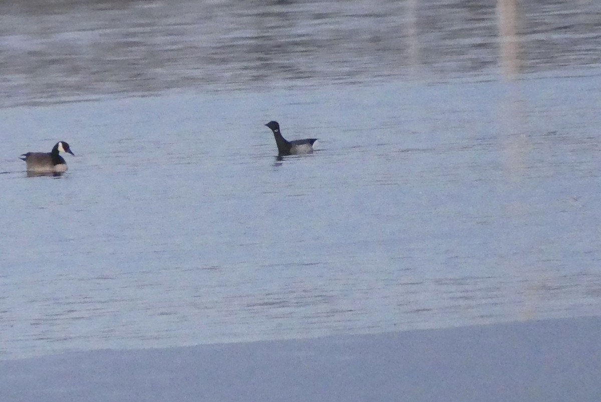 Brant - ML298092211