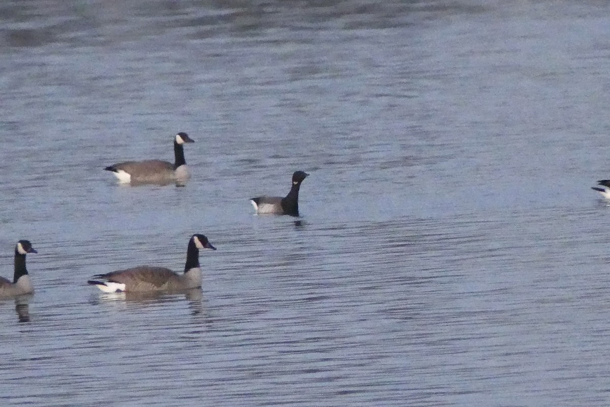 Brant - ML298092341