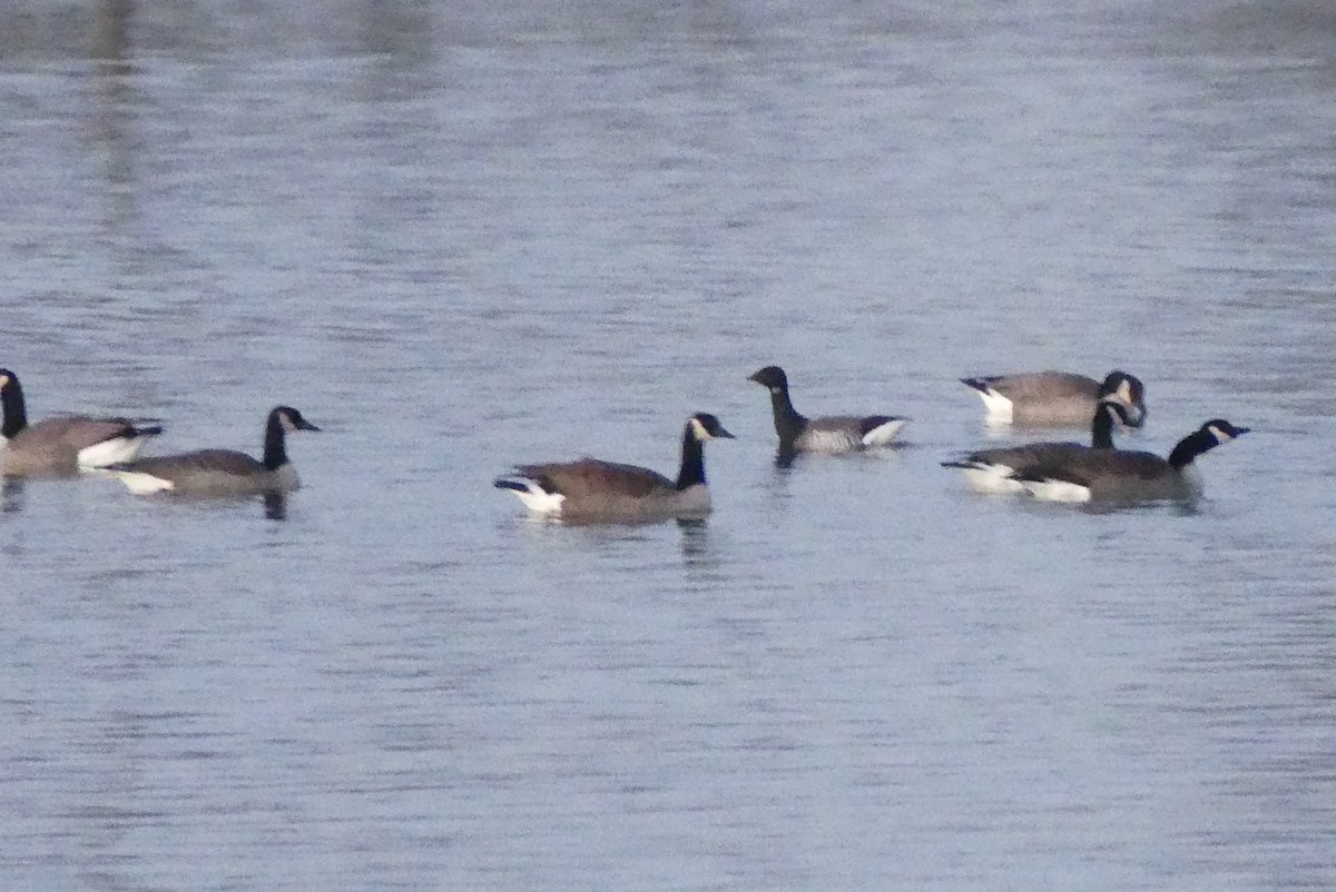 Brant - ML298092381