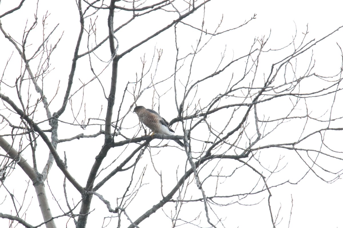 Sharp-shinned Hawk - ML298092581