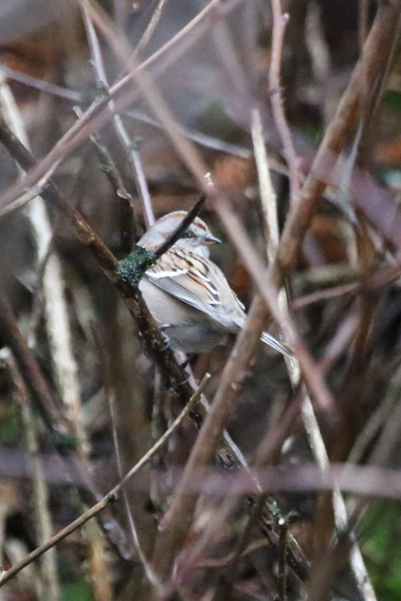 American Tree Sparrow - ML298092711