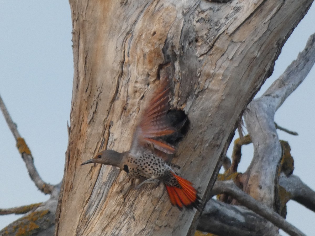 Northern Flicker - ML298093031